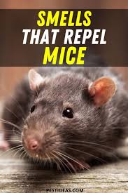 So find out how much pest control costs. Pin On Get Rid Of Mice Rodents
