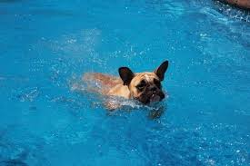 Who is long island bulldog rescue and what do they do? Senior Sunday Long Island Bulldog Rescue Libr Divinity