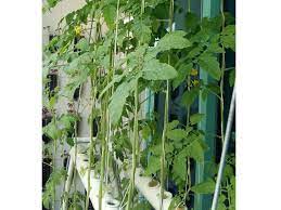Dubai Office Workers Turn Balcony Into Aquaponic Farm Community Gulf News