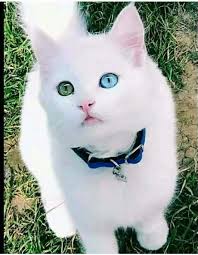 Van Kedisi Guzel Kediler Sevimli Kedi Yavrulari Sevimli Hayvan Yavrulari