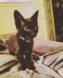 I Recently Started Working At An Animal Shelter I Couldn T Fight The Temptation To Adopt Her Say Hello To My Fearless Animal Shelter Animals Hello To Myself