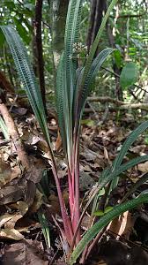 Image result for Hypolytrum