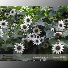 We did not find results for: Us 1 08 Italian White Sunflower Seeds Professional Pack 20 Seeds Pack Great In Arrangements Or The Garden Organic Non Gmo E3377 M Deargogo Com