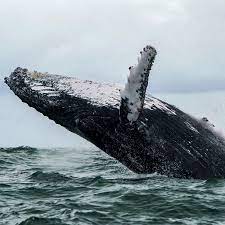 Humpback whales are found in every ocean in the world. Qk9sxz70vd9fqm