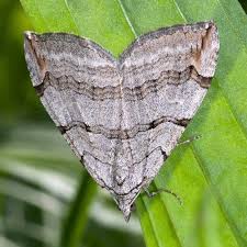 Image result for Aplocera efformata