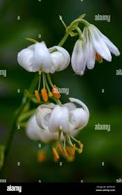 Image result for Lilium martagon Alba