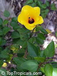 Image result for Hibiscus pusillus