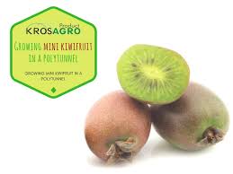 Growing Mini Kiwifruit In A Polytunnel Kiwi Fruit Growing Mini