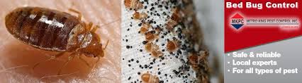 Places toronto, ontario home improvementcontractor bed bugs and beyond. Bed Bugs Treatment Bed Bugs Removal Bed Bugs Control Reliable Bed Bug Exterminator In Toronto Windsor Bradford And Ontario