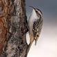 [Coastal] Birding at Flying Creek Nature Preserve.... event in Fairhope, AL