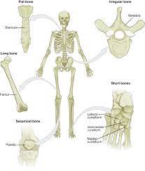 List the five major functions of the skeletal system? 6 2 Bone Classification Anatomy Physiology
