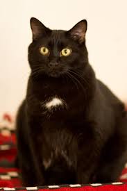 Lilly Sister Is Annabelle Sweet Girl Born 2012 Cats Black Cat Kittens