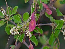 Image result for Terminalia randii
