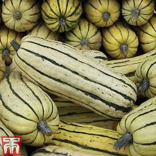 Delicata squash are a rare delight in the kitchen. Squash Honeyboat Winter Thompson Morgan