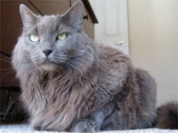 Unlike longer haired cats (yeah, we're looking at you british longhairs), russian blues aren't prone. Wagner Cats Intermezzo
