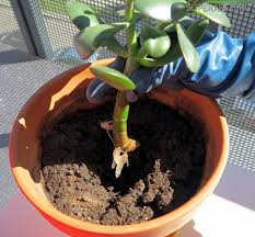 Bu bitkiyle ilgili geçmişten günümüze uygulanan güzel bir ritüel de var. Para Agaci Feng Shui Zenginligidir Para Agaci Sisman Kadin Hakkinda Hangi Isaretleri Ve Batil Inanclari Biliyorsunuz Bitki Evde Tutulabilir Mi