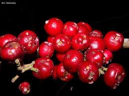 Image result for Syzygium niassense