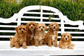 Registered dog breeders over 30 years experience. Toy Moodle Puppies For Sale Nsw Toywalls