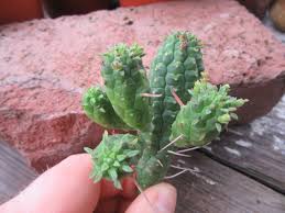 Image result for Monadenium laeve