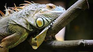 Reptile pet shop near me. Best Pet Shops For Reptile Owners In Atlanta Cbs Atlanta