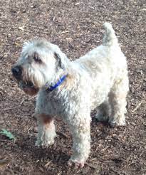 Buster A Scwt Soft Coated Wheaten Terrier Was 12 Years Old And Put In A Shelter By His Family Bust Soft Coated Wheaten Terrier Foster Dog Wheaten Terrier