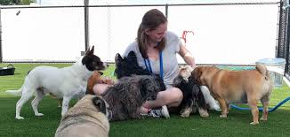 Maybe you would like to learn more about one of these? Woof Dog Care Center Dog Boarding Dog Daycare