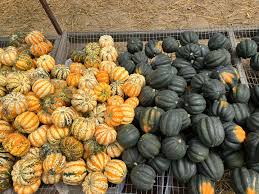 Image result for carnival acorn squash