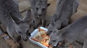 The western grey kangaroo can be distinguished from other kangaroo species because of their muzzles that have fine hairs. Kangaroos Eating Youtube
