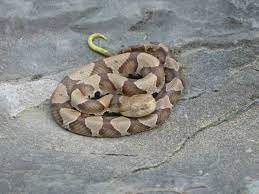 Copperhead Baby W Green Tip Tail Poisonous Snakes Reptiles Amphibians