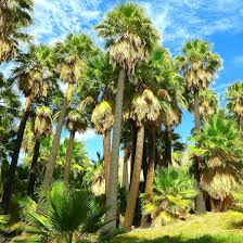 Image result for Washingtonia filifera