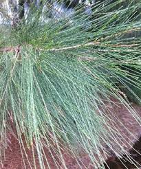 Image result for Casuarina littoralis