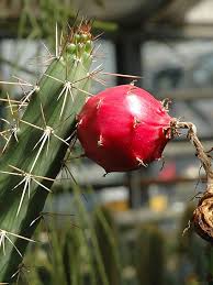 Fruit regrows every 6 hours. Giant Red Dragon Apple Cactus Harrisia Bonplandii Urban Xeriscape