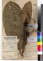 Image result for Hypselodelphys scandens