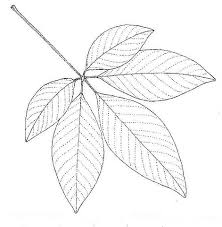 Image result for Vitex fischeri