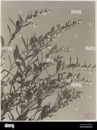 Image result for Chamaeclitandra