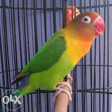 Agapornis berasal dari bahasa yunani agape artinya cinta dan ornis yang artinya. Berikut Harga 12 Aneka Jenis Burung Lovebird Lovebirdkik