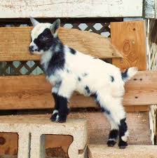 Her Name Is Cow And Her Mom Is Butterfly Kis Both With Blue Eyes Pet Goat Cute Animals Goats