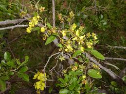 Image result for Sphedamnocarpus pruriens
