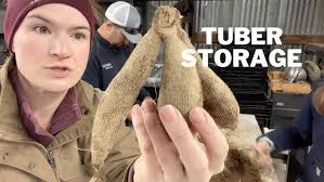 Waking up your dahlia tubers!