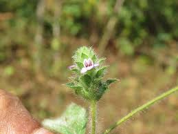 Image result for Nelsonia