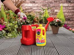 A key characteristic of these shrubs is the fact that they need infertile or acidic soil. A Guide To Ericaceous Plants And Soil Type Lovethegarden