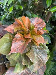 Image result for Acalypha nyasica