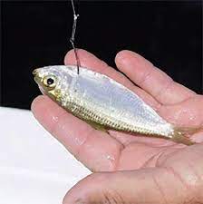 Fishing With Live Bait The Rigging Ultimate Guide Fishing Tips Catfish Bait Fishing Bait