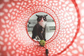 Contoh kalimat benda hidup kucing. Cara Membuat Mainan Kucing Sendiri Di Rumah