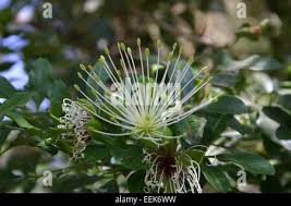 Image result for Maerua cafra