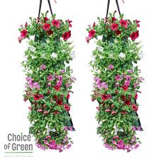 Bekijk meer ideeën over dianthus barbatus, planten, lysimachia nummularia. Wandhanger Zomerbloeiers Calibrachoa Petunia Roze Paars Set Van 2 Stuks Hoogte 50 Cm Diameter Pot 25 Cm
