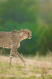 Luxury Safari Adventure Cheetah Photos Animals Africa