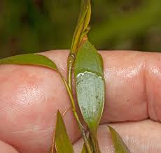 Image result for Potamogeton octandrus