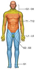 Dermatomes