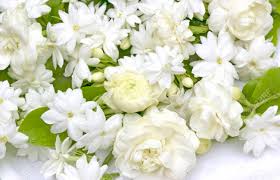 See more ideas about flowers, florist supplies, wholesale flowers. White Jasmine Flowers Fresh Flowers Natural Backgrounds Stock Photo Picture And Royalty Free Image Image 78945862